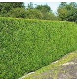 Lebensbaum  Thuja Plicata Excelsa Konifer (80cm/100cm)
