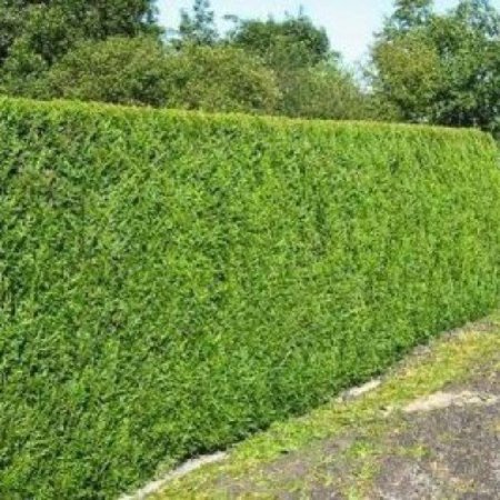 Lebensbaum  Thuja Plicata Excelsa Konifer (80cm/100cm)