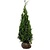 Lebensbaum Thuja Plicata Martin (160cm/180cm)