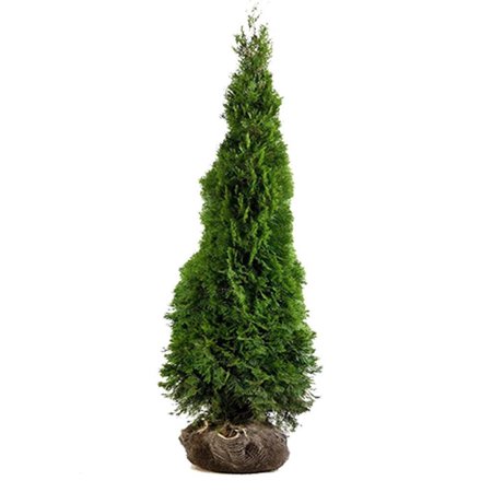 Lebensbaum Thuja Smaragd Konifer (140cm/160cm)