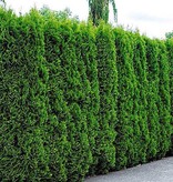Lebensbaum Thuja Smaragd Konifer (140cm/160cm)