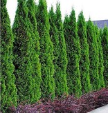 Lebensbaum Thuja Smaragd Konifer (140cm/160cm)