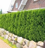 Lebensbaum Thuja Smaragd Konifer (140cm/160cm)