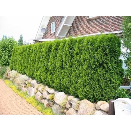 Lebensbaum Thuja Smaragd Konifer (140cm/160cm)