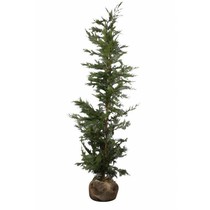 Cupressus Leylandii (100cm/125cm)