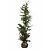Cupressus Leylandii (125cm/150cm)