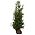 Lebensbaum Thuja Plicata Excelsa (160cm/180cm)