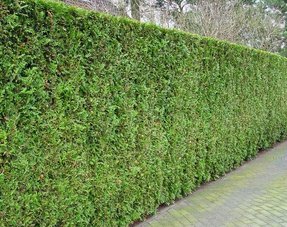 Koniferen Thuja Brabant