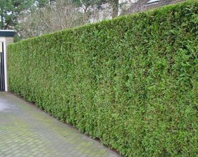 Koniferen Thuja Smaragd