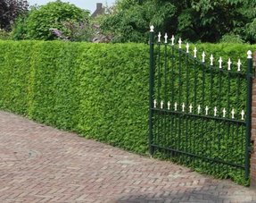 Koniferen Thuja Plicata Martin