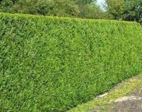Koniferen Thuja Plicata Excelsa