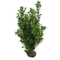 Prunus Laurocerasus Novita (80cm/100cm)