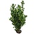 Prunus Laurocerasus Novita (80cm/100cm)