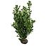Prunus Laurocerasus Novita (80cm/100cm)