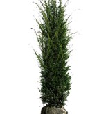Taxus Baccata (140cm/160cm)