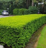 Taxus Baccata (140cm/160cm)