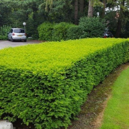 Taxus Baccata (140cm/160cm)