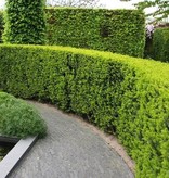 Taxus Baccata (140cm/160cm)
