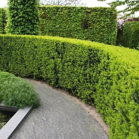 Taxus Baccata (140cm/160cm)