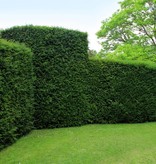 Taxus Baccata (140cm/160cm)