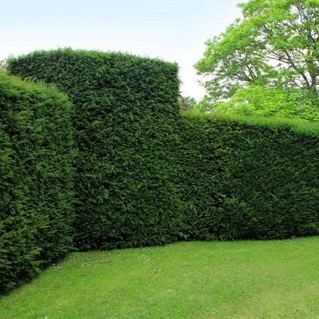 Taxus Baccata (140cm/160cm)