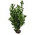 Prunus Laurocerasus Novita (100cm/125cm)