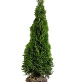 Lebensbaum Thuja Smaragd Konifer (120cm/140cm)