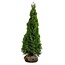 Lebensbaum Thuja Smaragd Konifer (120cm/140cm)