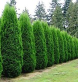 Lebensbaum Thuja Smaragd Konifer (120cm/140cm)