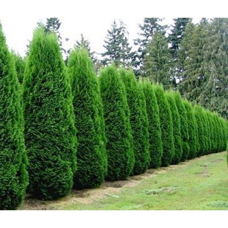 Lebensbaum Thuja Smaragd Konifer (120cm/140cm)