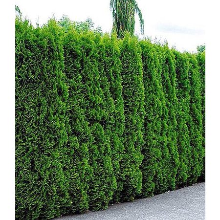 Lebensbaum Thuja Smaragd Konifer (120cm/140cm)