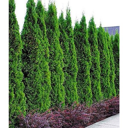 Lebensbaum Thuja Smaragd Konifer (120cm/140cm)