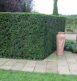 Taxus Baccata (140cm/160cm)