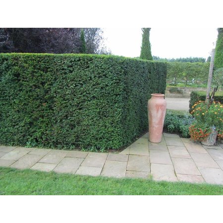 Taxus Baccata (140cm/160cm)