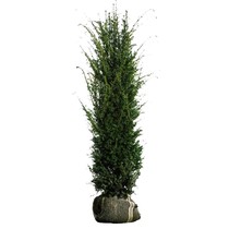 Taxus Media Hicksii (80cm/100cm)