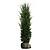 Taxus Media Hicksii (80cm/100cm)