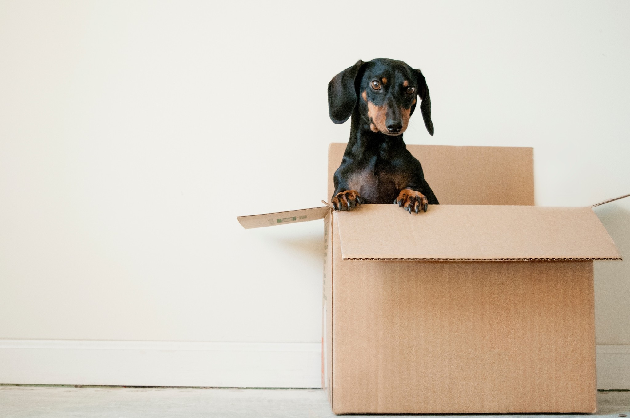 Verhuizen met huisdieren: Waar let je op?
