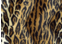 Velboa