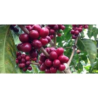 Sunny Joe: zongeroosterde, fair-trade en biologische gemalen koffie (500g)
