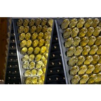 Magnum fles prosecco Venetian Gold (150cl)