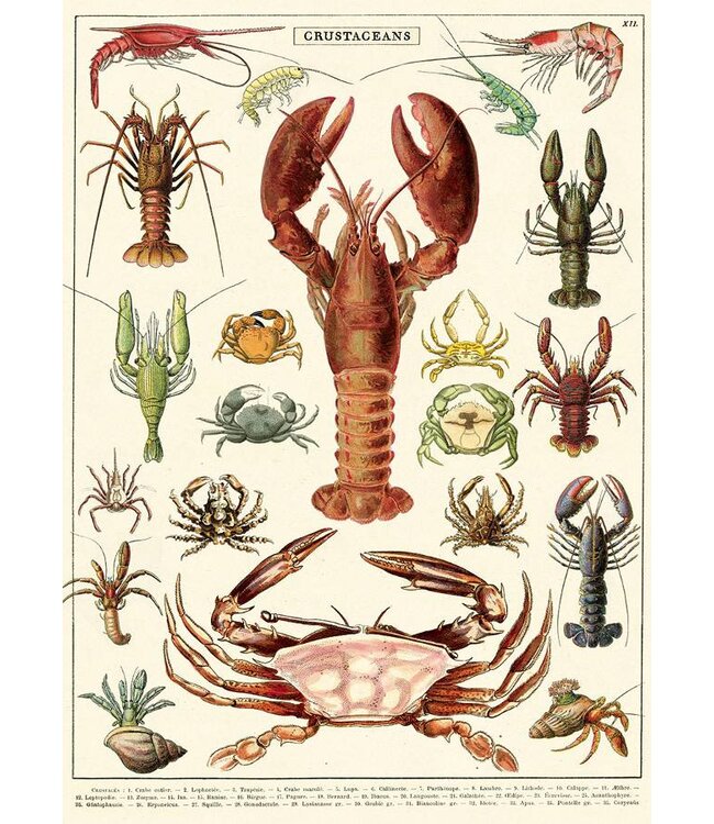 Cavallini Papers & Co - Crustaceans - Wrap/Poster