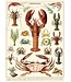 Cavallini Papers & Co - Crustaceans - Wrap/Poster