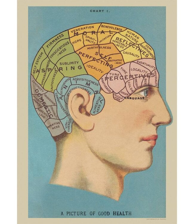 Cavallini Papers & Co - Phrenology - Wrap/Poster