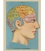 Cavallini Papers & Co - Phrenology - Wrap/Poster