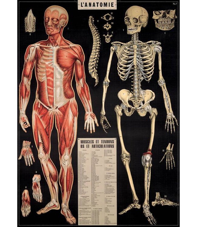 Cavallini Papers & Co - L'Anatomie Wrap/Poster