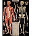 Cavallini Papers & Co - L'Anatomie Wrap/Poster