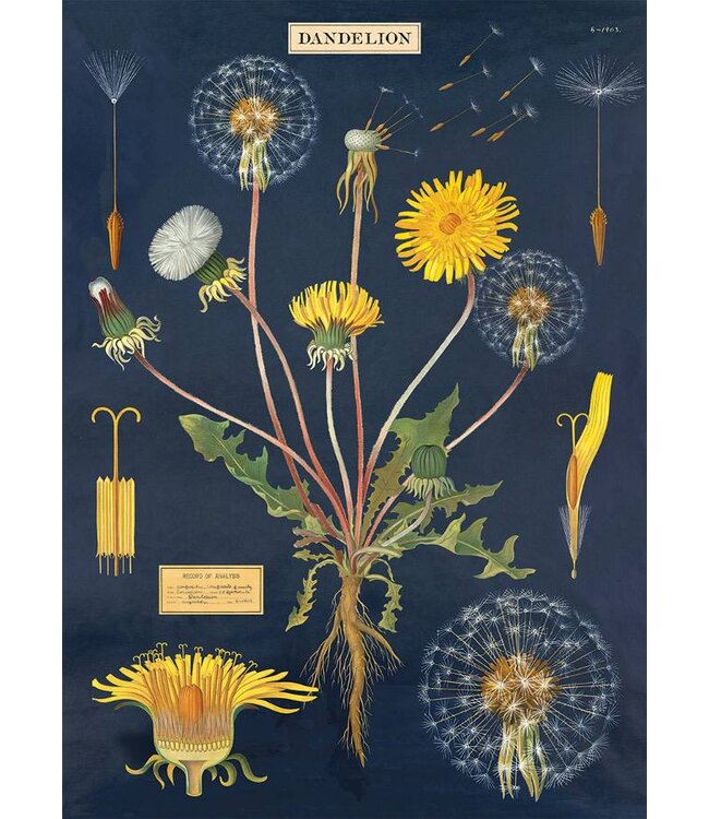 Cavallini Papers & Co - Dandelion - Wrap/Poster