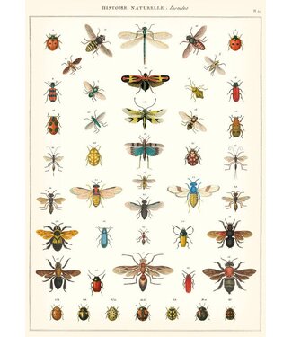 Cavallini - Historia Natural Insectos - Papel Regalo/Póster