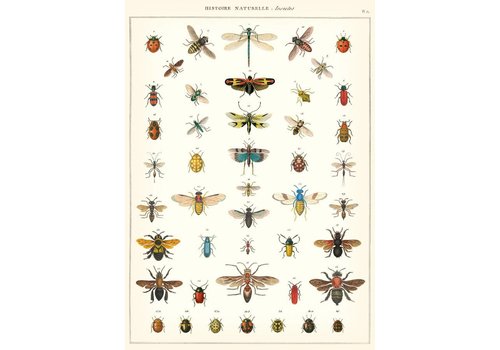 Cavallini Papers & Co Cavallini Papers & Co - Natural History Insects - Wrap/Poster