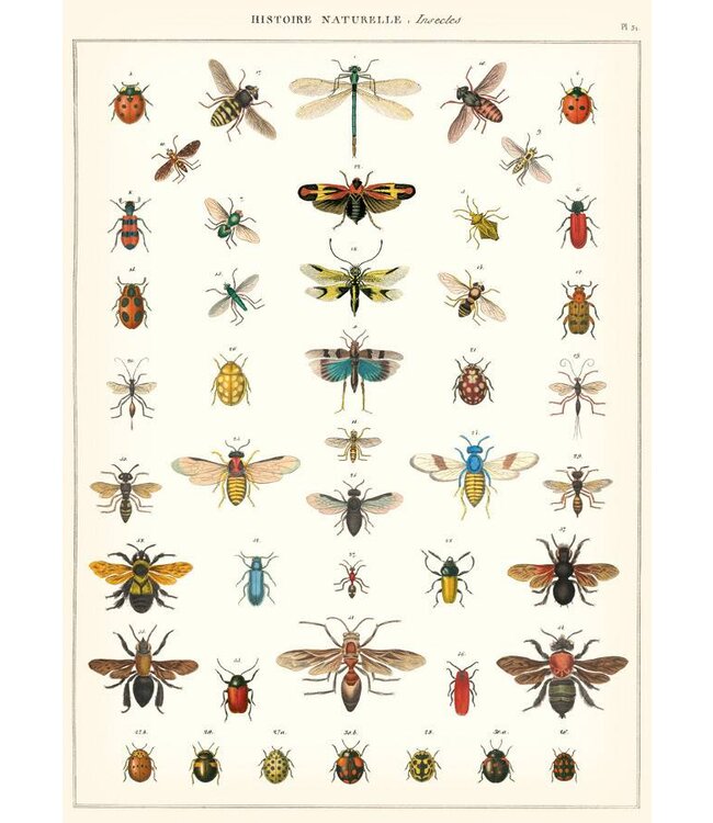 Cavallini - Historia Natural Insectos - Papel Regalo/Póster